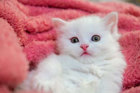 可爱的小白猫猫宠物动物猫家的爱好照片 正版商用图片2jpdzx 摄图新视界