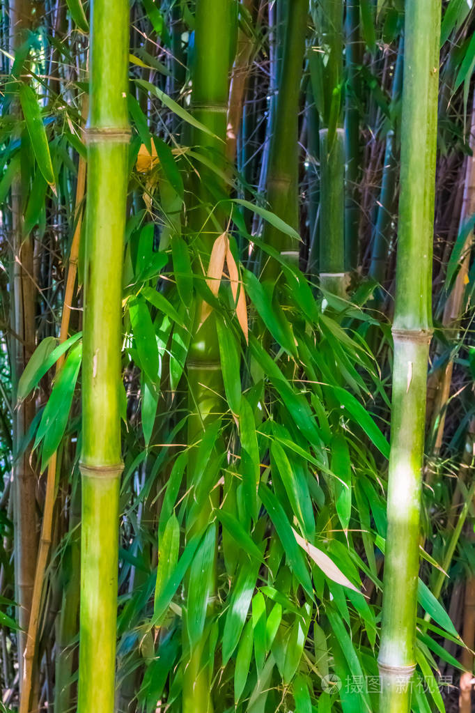 竹干和竹叶的宏观特写自然背景流行的热带园林植物