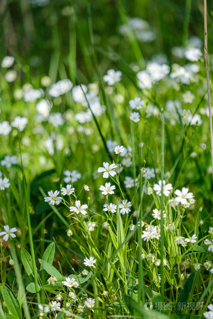 夏天绿色草地上的白色小花