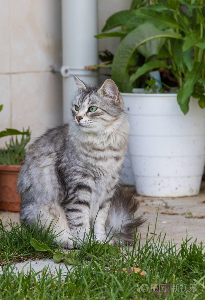 生活在花园里的毛茸茸的猫纯种西伯利亚宠物低变应原动物