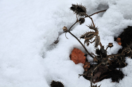 白雪皑皑的花园里枯萎的金针草图片