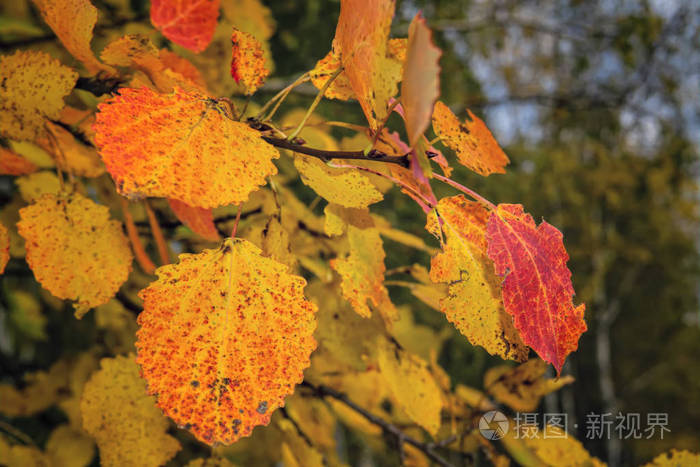 黄色和红色的桦叶秋天的背景金色的桦树在阳光下落叶