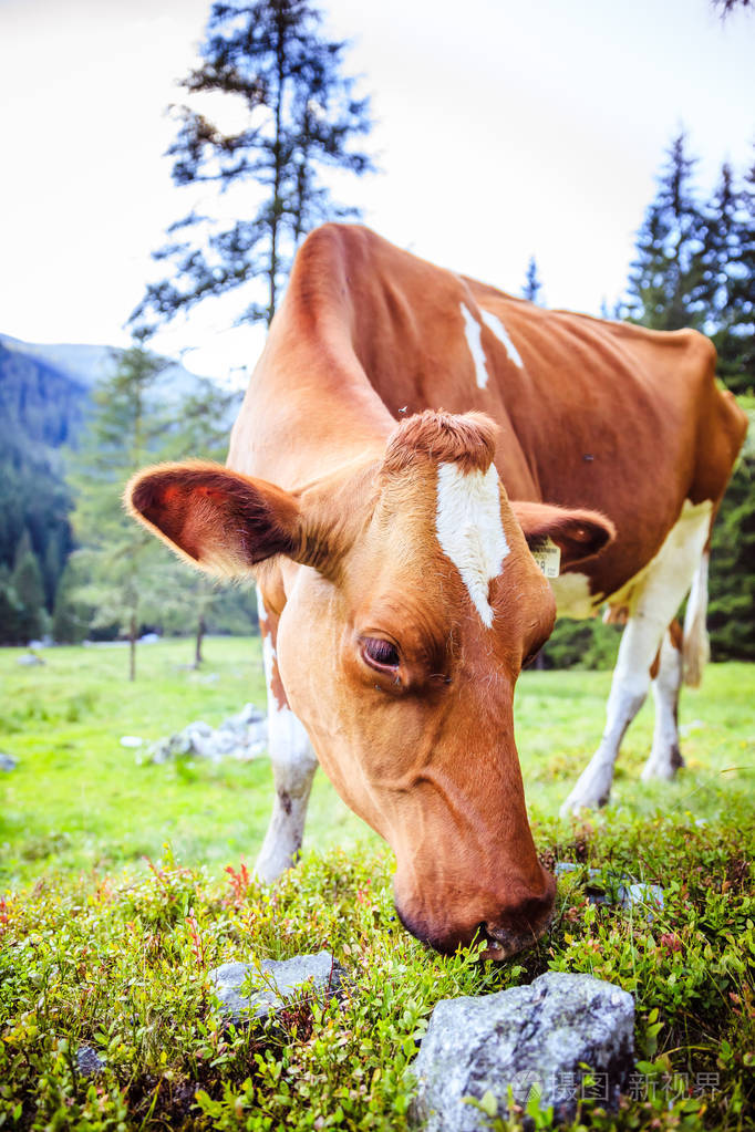 这头牛正在欧洲阿尔卑斯山的一片田园草地上吃草
