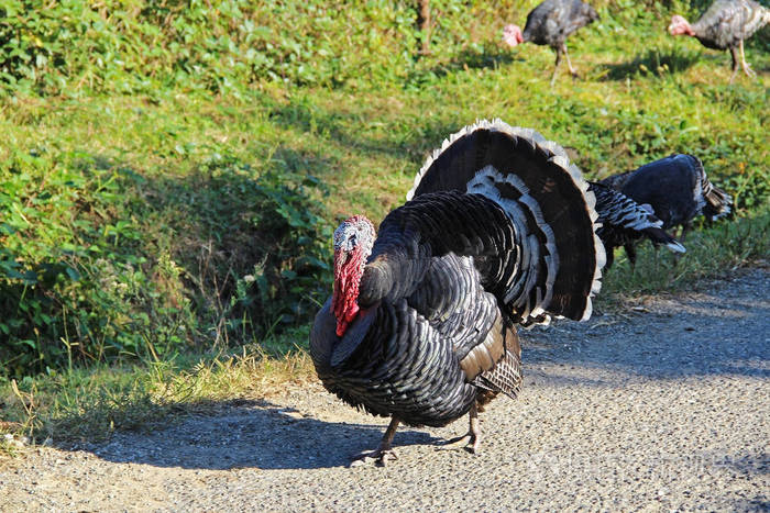 雄火鸡gobbler张开尾羽这是一种典型的展示叫作翼尖朝下昂首挺胸