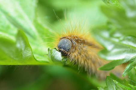 草丛飞蛾毛毛虫图片