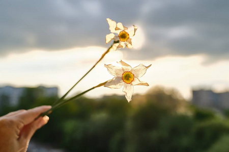 两朵凋谢的白花水仙花捧在女人手中,戏剧性的傍晚夕阳带着云彩照片