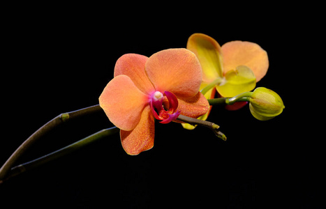 花黑底图片-花黑底素材-花黑底插画-摄图新视界