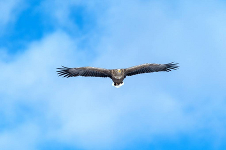 飞行中的白尾鹰,日本北海道蓝天上的飞鹰,日出时鹰的剪影,雄伟的海鹰