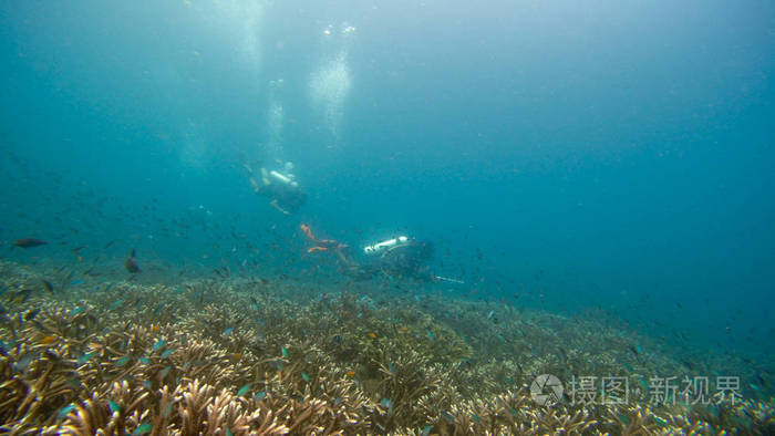 假期 旅行 水下 通气管 颜色 珊瑚 深的 水肺 冒险 暗礁