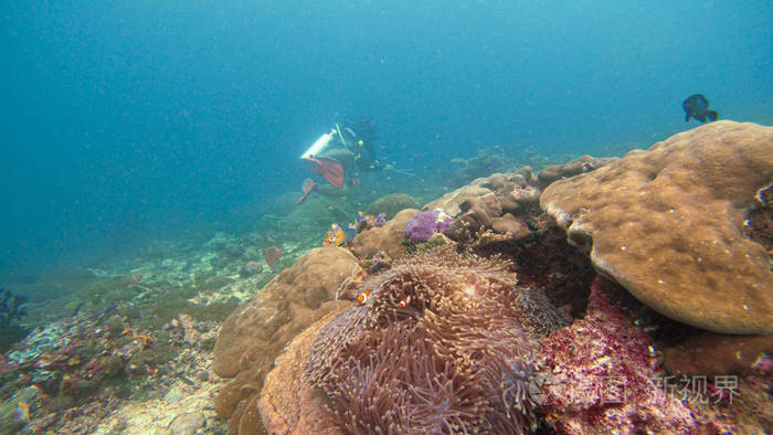 水下 底部 冒险 通气管 印度尼西亚 暗礁 深的 海的 旅行