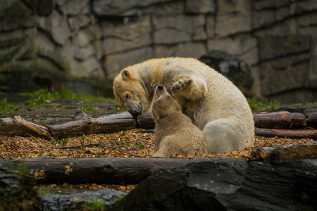 好奇小孩大北极熊在下雨的时候带着小孩.对野生动物嬉戏和好奇的心情.