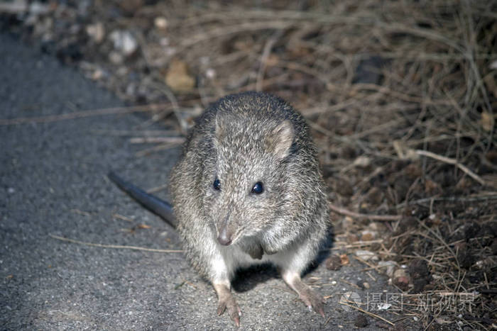 长鼻子的波托罗看起来像只老鼠照片-正版商用图片2jqrfl-摄图新视界
