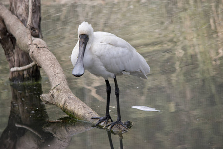 这是一只皇家琵鹭照片
