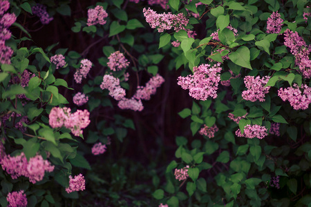 开着花的檀香树照片