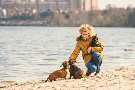 成年,老年白人妇女与三只狗饲养腊肠和手玩具梗.