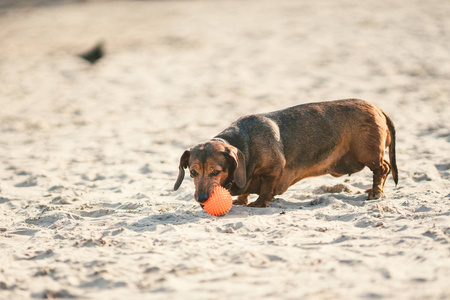 阳光明媚的沙滩上,一只又老又胖的棕色小腊肠狗在玩一个红色的橡皮球