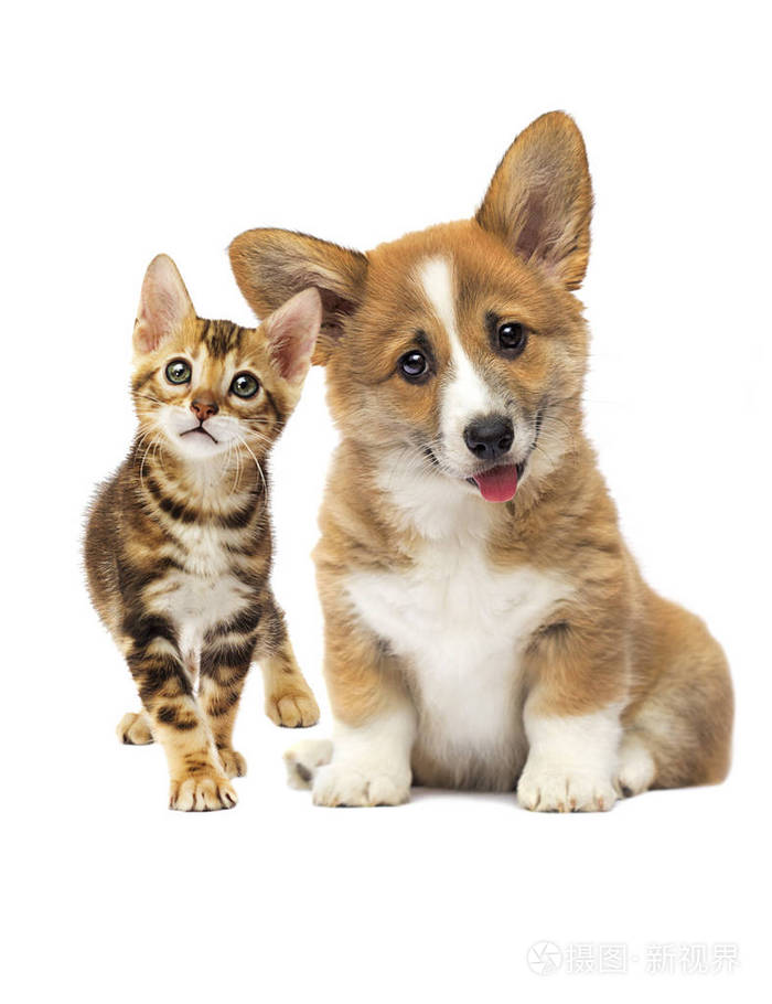 可爱的小猫和狗在一起孤立