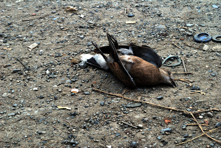 死乌鸦.对动物的生态干扰.草丛中的死乌鸦.
