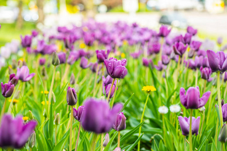 城市公园花坛上的紫罗兰郁金香图片