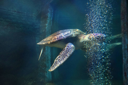 美女被困鱼缸海龟在开放的鱼缸里游泳.一只老海龟游泳的细节.照片