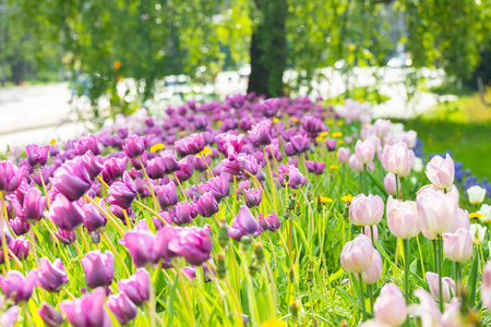 城市公园花坛上的紫罗兰郁金香图片