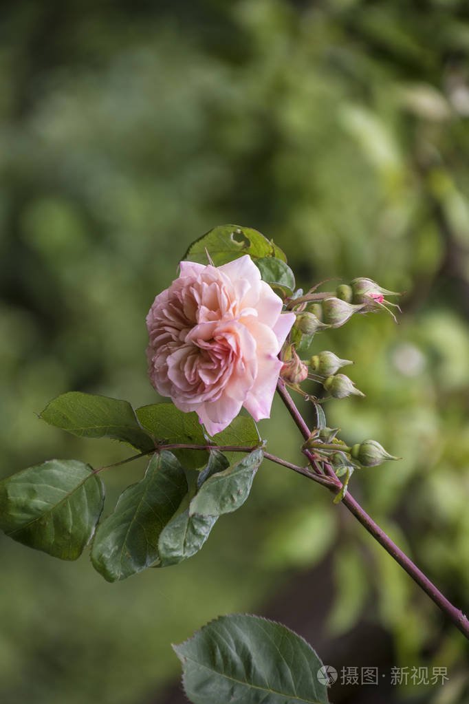 玫瑰花特写浅景深粉红色玫瑰的春花