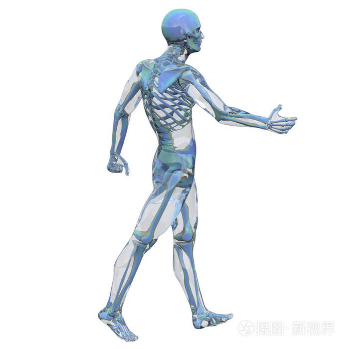 骨骼骨骼解剖的三维渲染演示
