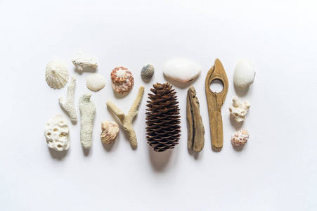 贝壳和棍子,凹凸珊瑚和羽毛珊瑚收集平面静物是天然材料.棕色自然色.