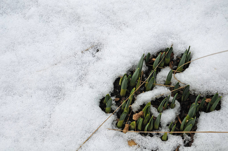 雪地花园里水仙花的绿色镜头图片