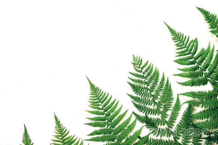 夏季作文白色背景的热带蕨类植物叶子夏季概念平面布置俯视图复制空间