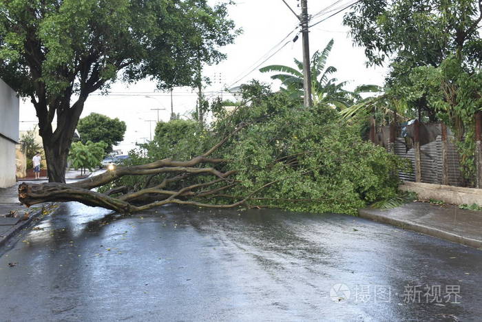 城市地区暴风雨后倒下的树城市里倒下的老树干