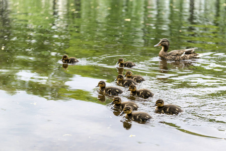 鸭妈妈和池塘里的许多小鸭,水鸟,照片