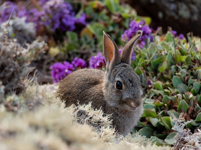 在岩石峭壁上咬花的野兔图片