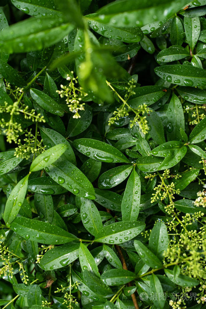 春天 季节 绿色植物 夏天 墙纸 自然 植物学 植物区系