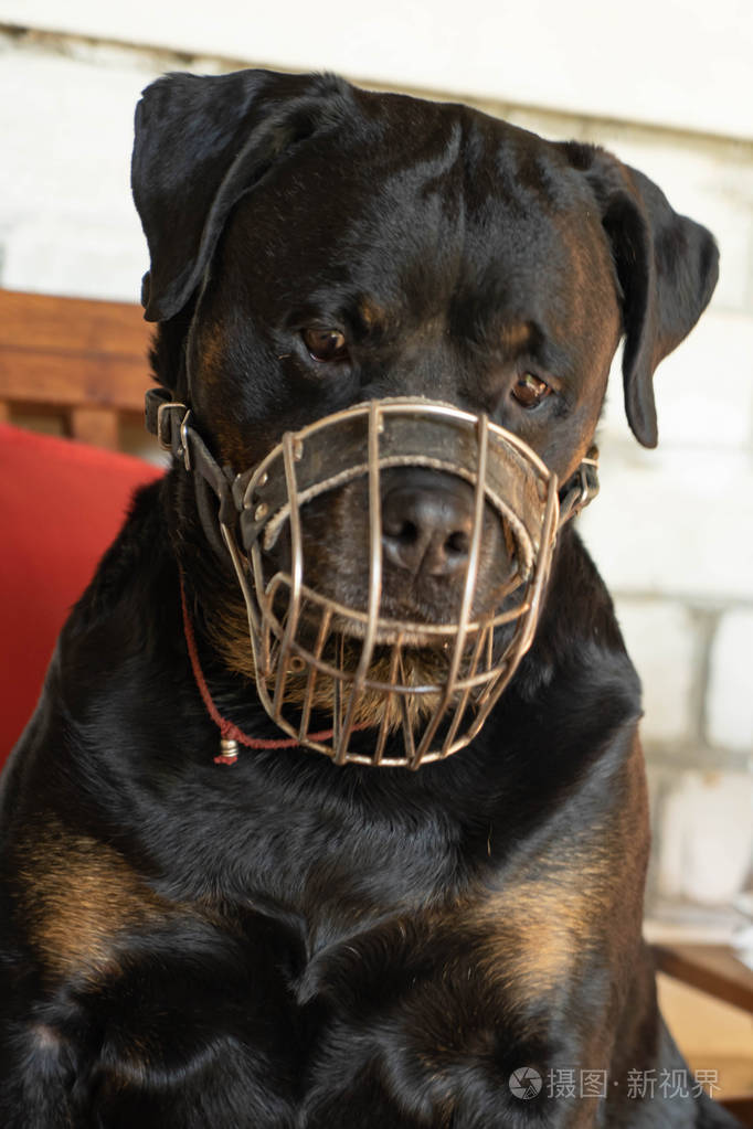 一只成年罗威犬在阳光明媚的日子里戴着金属嘴的肖像