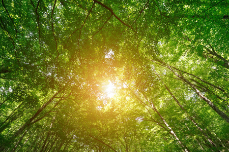 从树冠上眺望森林,树冠上长着嫩绿的叶子,沐浴在阳光下照片