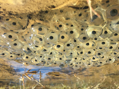 水坑里的青蛙蛋照片