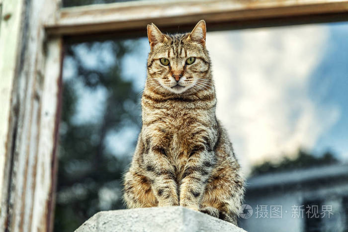 一只漂亮的猫坐在基座上