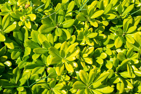 绿色花海花绿色灌木海桐花照片