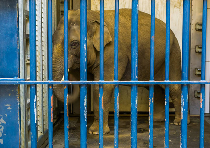 大象的长牙关在笼子里的长牙的亚洲雄性大象,被关在牢里的大象照片