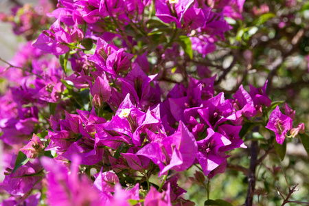 春天开花的灌木紫叶图片
