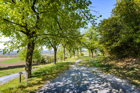 劳特雷克村的树径图片树间秋林径图片树径与岩石图