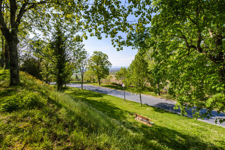 劳特雷克村的树径图片一棵四径树图片平树径图片平