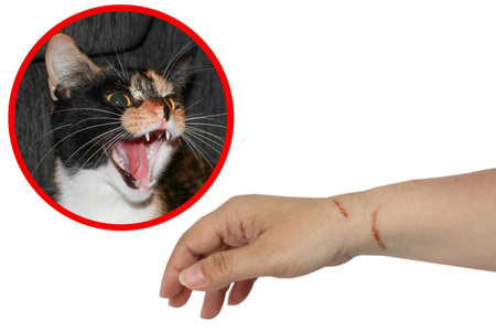 一个女人的手上有新的深深的抓痕,伤口和一只好斗的猫的肖像,孤立在