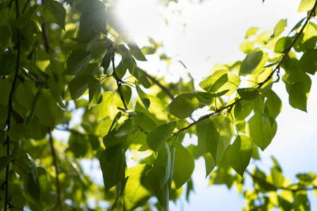 阳光透过杨树的绿叶照进来.特写.照片