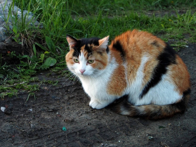 三色猫坐在土路上图片