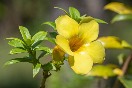 泻药黄花阿拉曼德植物阿拉曼达泻药特写.照片