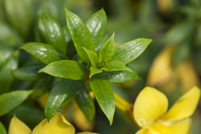 黄花阿拉曼德植物阿拉曼达泻药特写