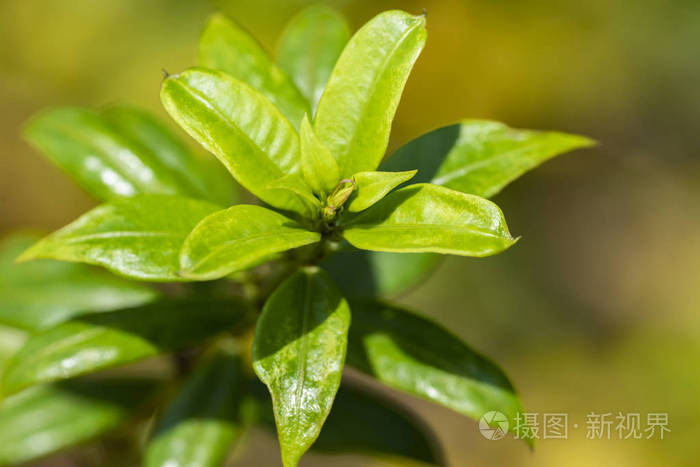 黄花阿拉曼德植物阿拉曼达泻药特写