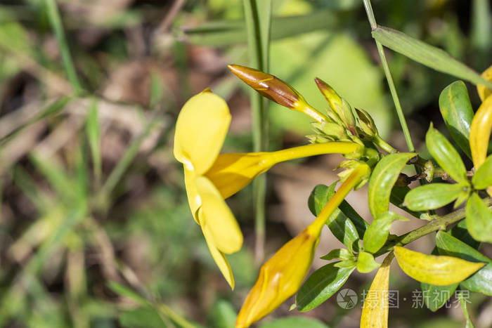 黄花阿拉曼德植物阿拉曼达泻药特写